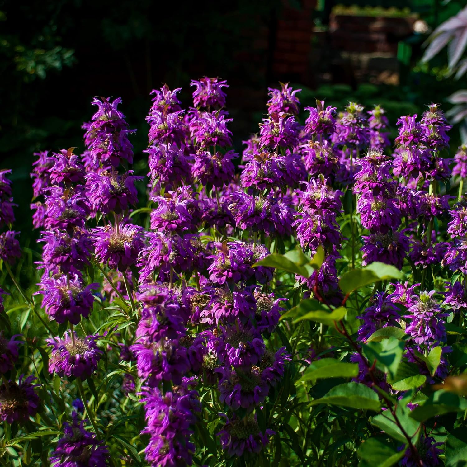 Lemon Bee Balm Seeds – Purple Monarda Citriodora Flowers for Garden Planting - Image 6