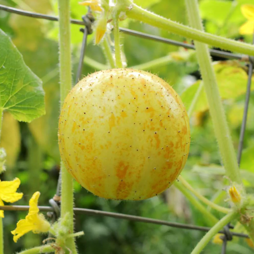 Lemon Cucumber Seeds – Heirloom, Sweet & Crisp Yellow Round Cucumbers