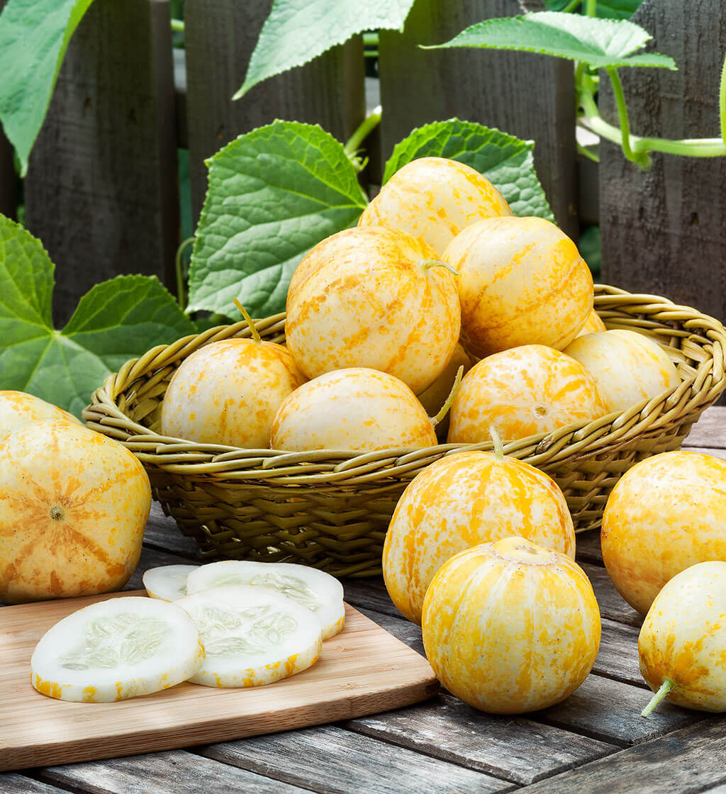 Lemon Cucumber Seeds – Heirloom, Sweet & Crisp Yellow Round Cucumbers - Image 2