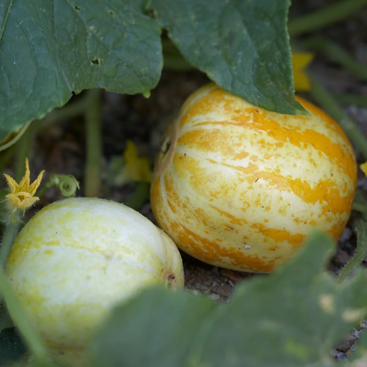 Lemon Cucumber Seeds – Heirloom, Sweet & Crisp Yellow Round Cucumbers - Image 3