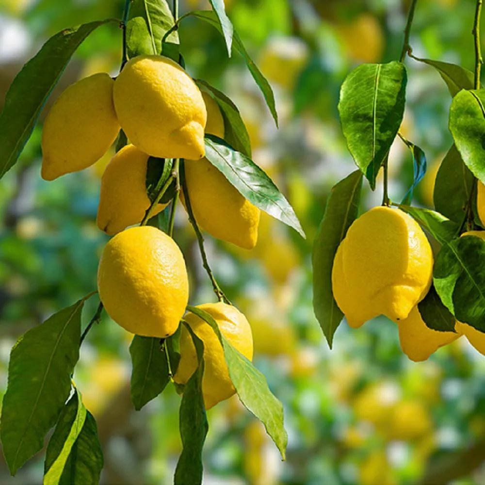 Lemon Fruit Seeds for Your Lush Garden: Start Growing Citrus with Top-Quality Gardening Seeds