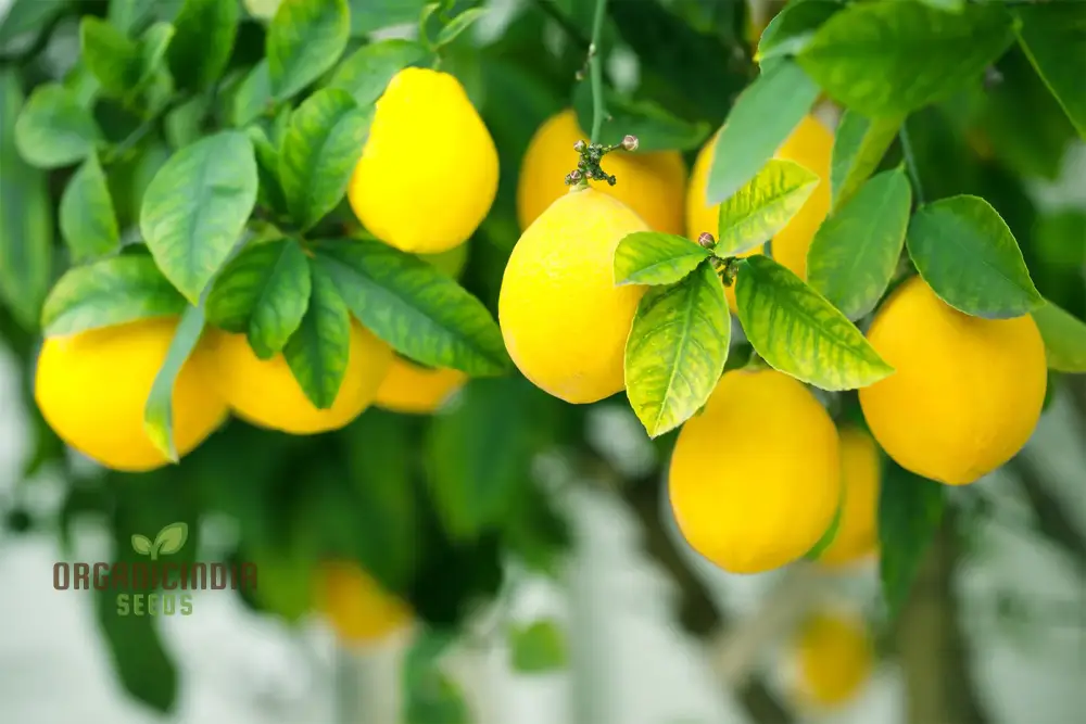 Lemon Fruit Seeds for Your Lush Garden: Start Growing Citrus with Top-Quality Gardening Seeds - Image 6