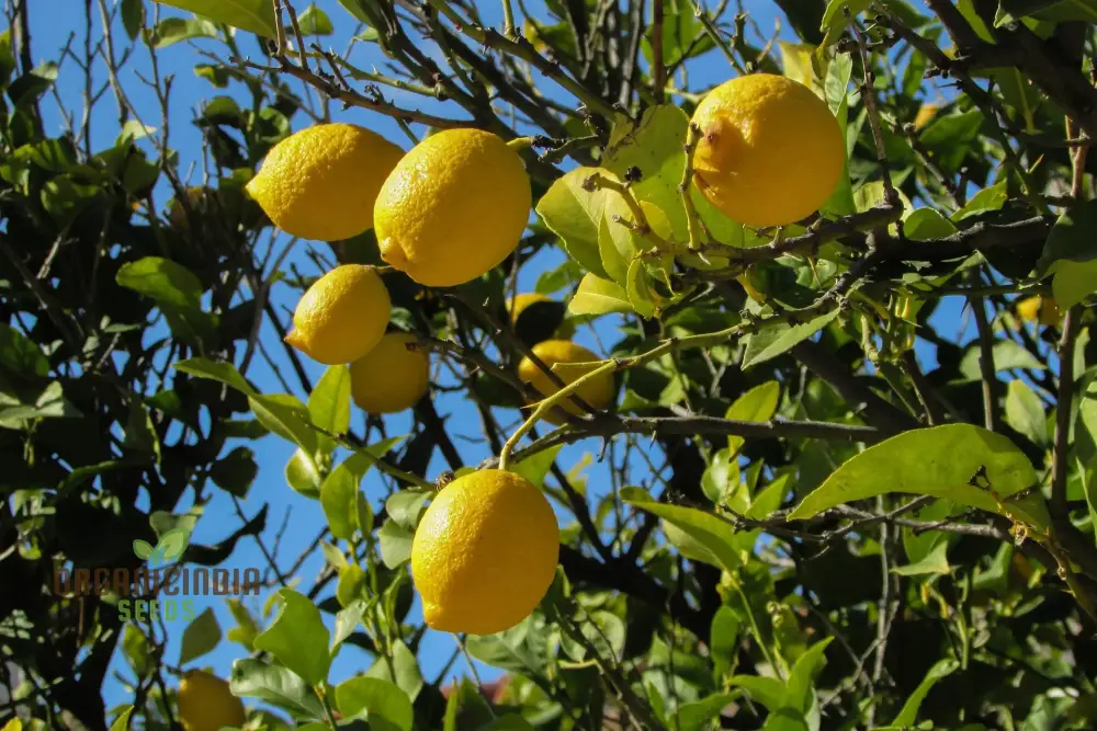 Lemon Fruit Seeds for Your Lush Garden: Start Growing Citrus with Top-Quality Gardening Seeds - Image 7