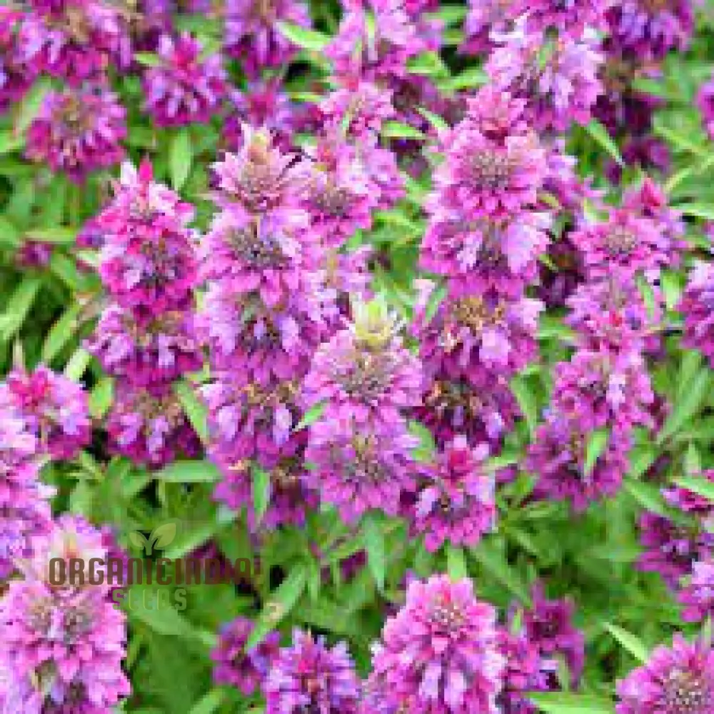 Lemon Mint Seeds for Planting – Fragrant, Fresh-Growing Mint Variety