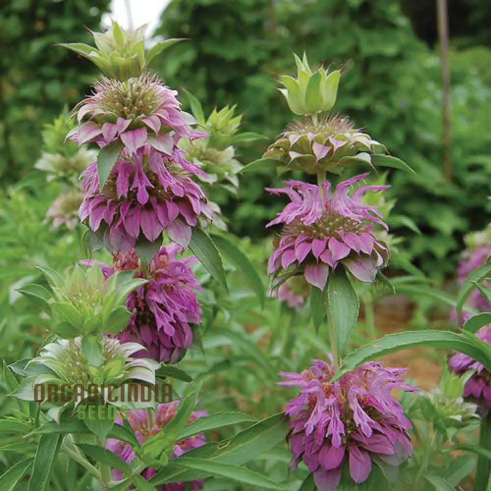 Lemon Mint Seeds for Planting – Fragrant, Fresh-Growing Mint Variety - Image 3