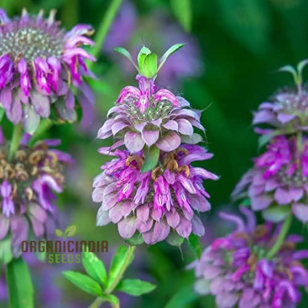 Lemon Mint Seeds for Planting – Fragrant, Fresh-Growing Mint Variety - Image 4
