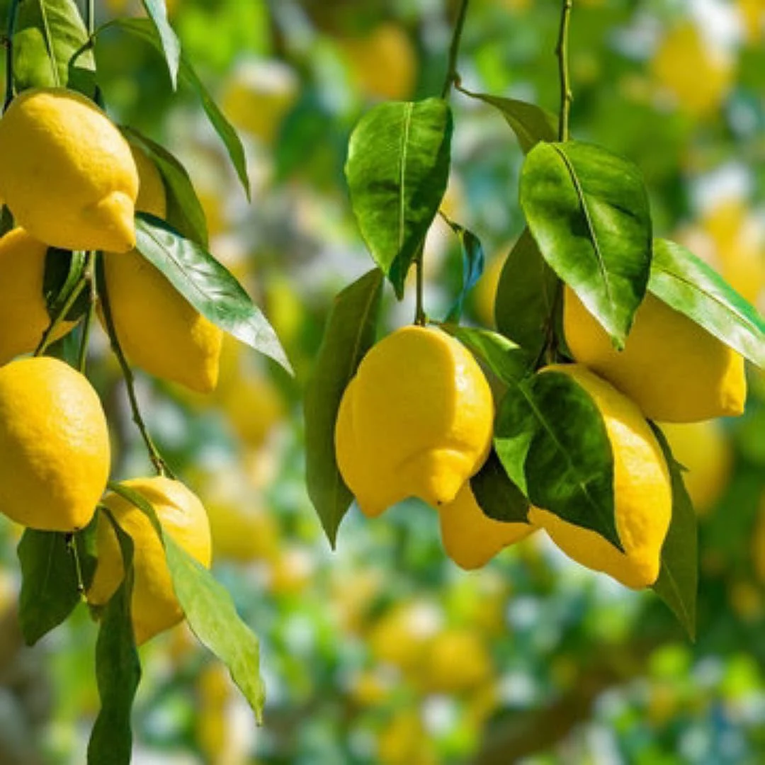 Lemon Seeds for Planting - Grow Fresh, Tangy Yellow Lemons at Home