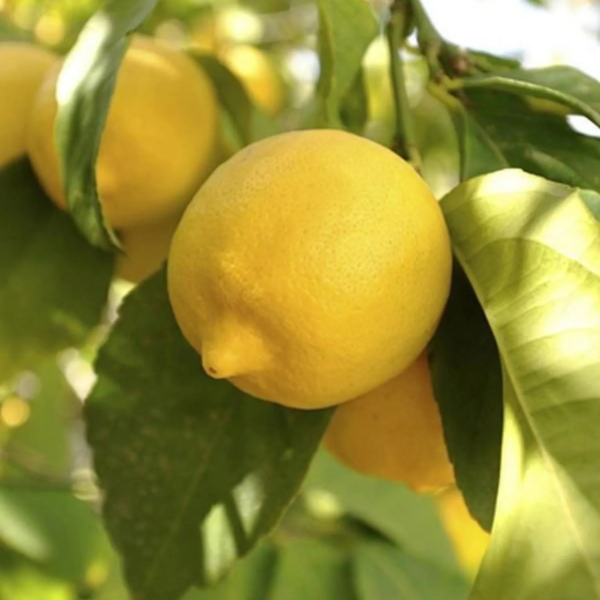 Lemon Seeds for Planting - Grow Fresh, Tangy Yellow Lemons at Home - Image 3