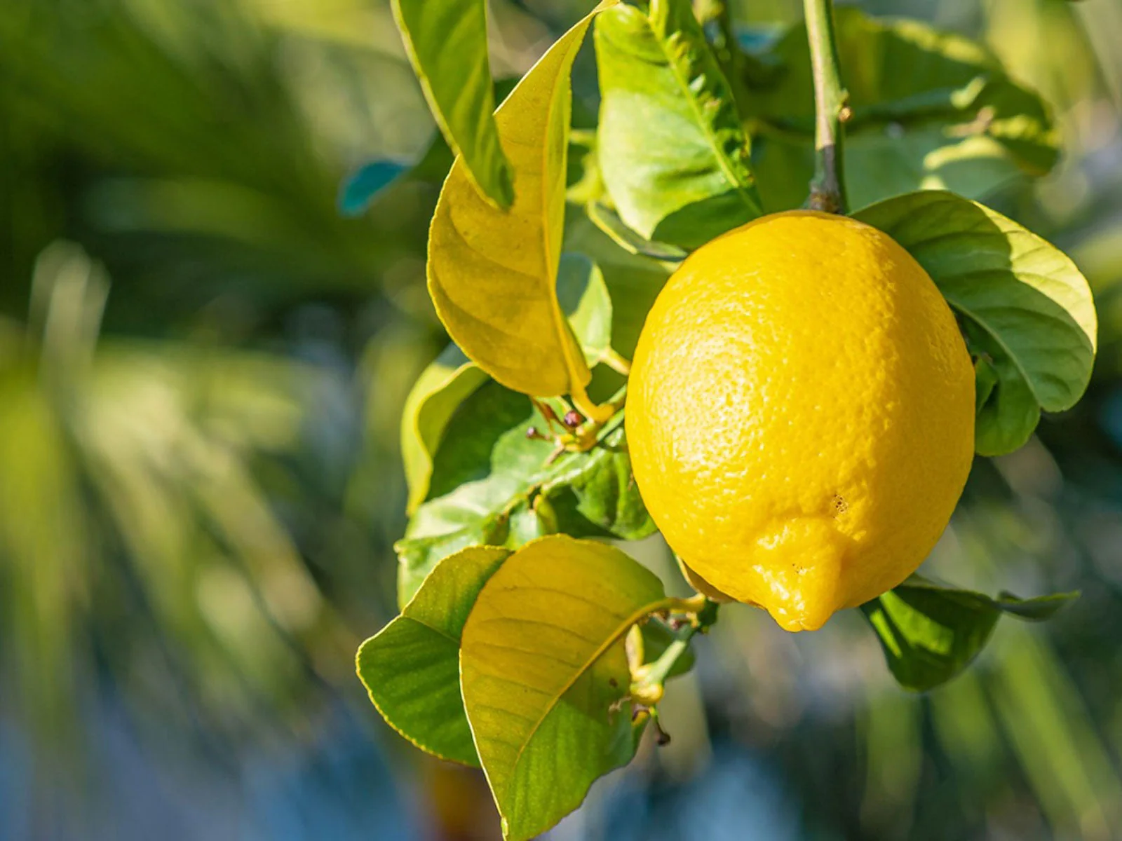 Lemon Seeds for Planting - Grow Fresh, Tangy Yellow Lemons at Home - Image 4