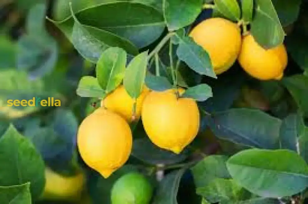 Lemon Seeds for Planting - Grow Fresh, Tangy Yellow Lemons at Home - Image 5