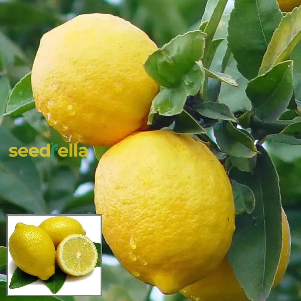 Lemon Seeds for Planting - Grow Fresh, Tangy Yellow Lemons at Home - Image 6