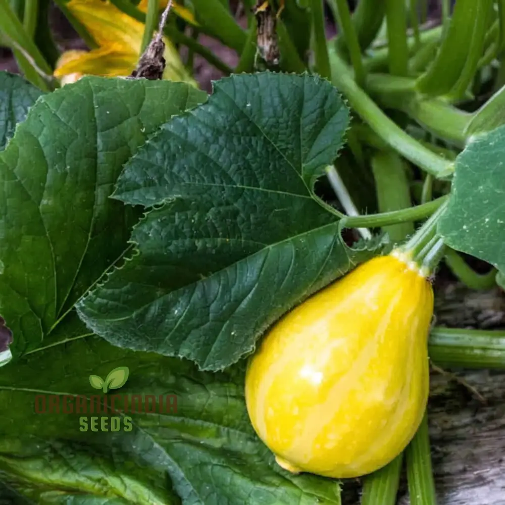 Lemon Summer Squash Seeds - Bright and Citrusy Flavor for Refreshing Summer Dishes