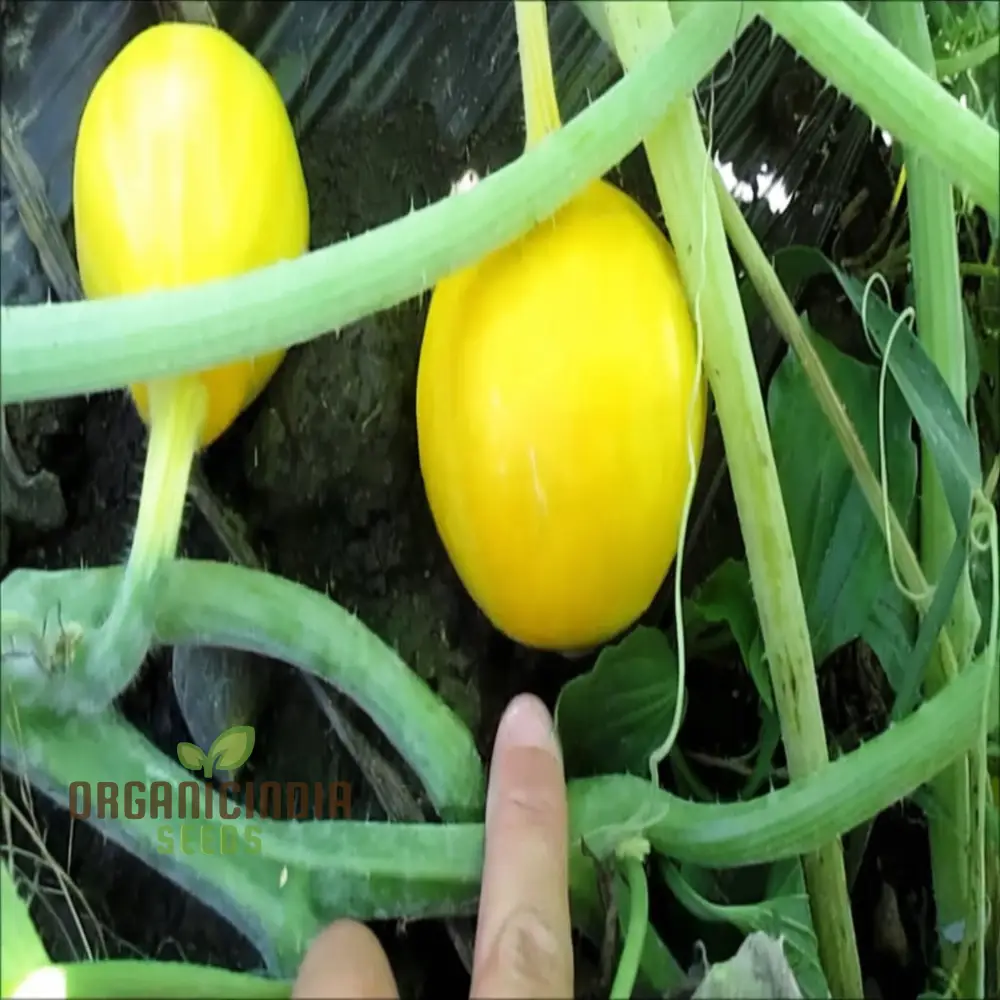 Lemon Summer Squash Seeds - Bright and Citrusy Flavor for Refreshing Summer Dishes - Image 3