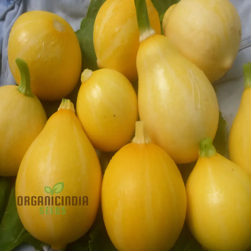 Lemon Summer Squash Seeds - Bright and Citrusy Flavor for Refreshing Summer Dishes - Image 4