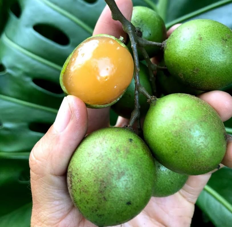 Lemon Sweet Spanish Lime Seeds, Planting - Image 5