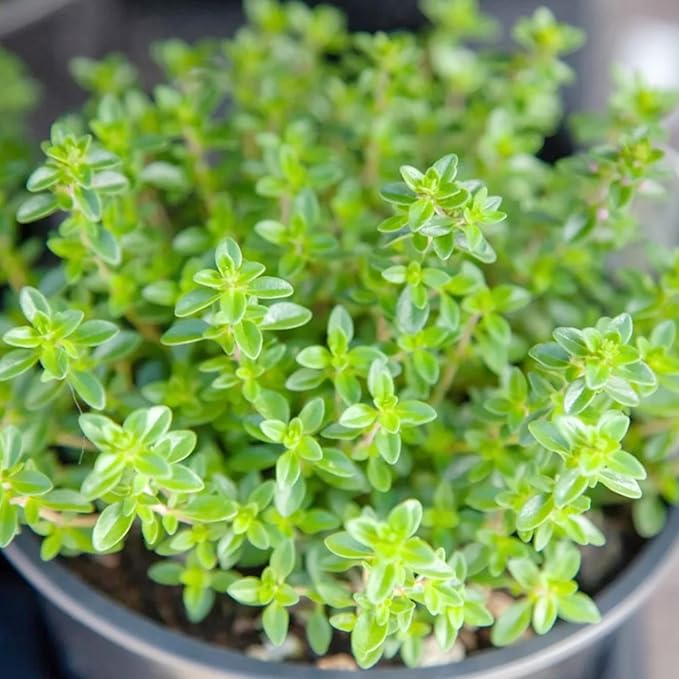 Lemon Thyme Seeds (Thymus Citriodorus) Fragrant, Evergreen, Deer and Rabbit Resistant, Drought Tolerant, Culinary and Ornamental Ground Cover for Patio, Container, Indoor Outdoor