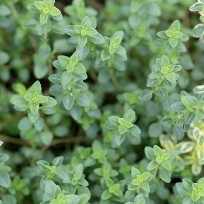 Lemon Thyme Seeds (Thymus Citriodorus) Fragrant, Evergreen, Deer and Rabbit Resistant, Drought Tolerant, Culinary and Ornamental Ground Cover for Patio, Container, Indoor Outdoor - Image 3