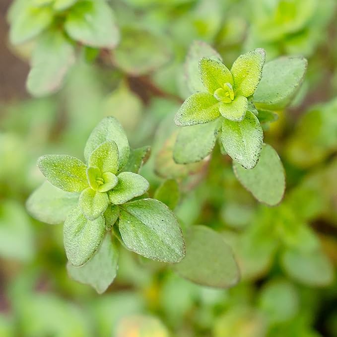 Lemon Thyme Seeds (Thymus Citriodorus) Fragrant, Evergreen, Deer and Rabbit Resistant, Drought Tolerant, Culinary and Ornamental Ground Cover for Patio, Container, Indoor Outdoor - Image 4