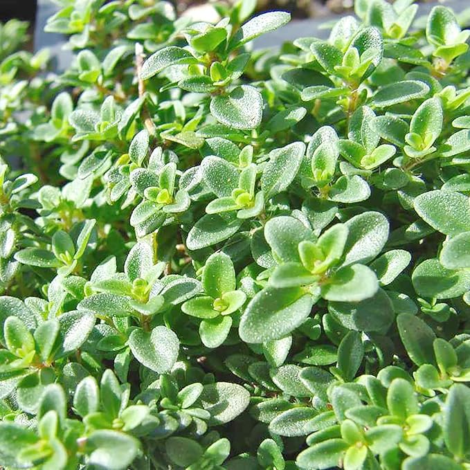 Lemon Thyme Seeds (Thymus Citriodorus) Fragrant, Evergreen, Deer and Rabbit Resistant, Drought Tolerant, Culinary and Ornamental Ground Cover for Patio, Container, Indoor Outdoor - Image 5