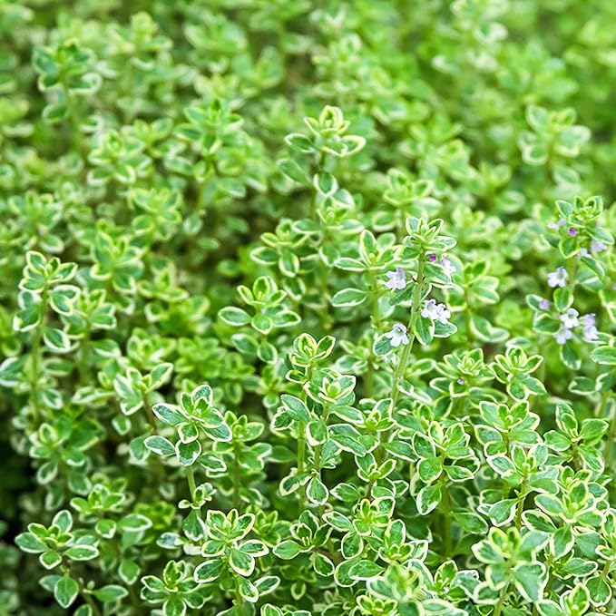 Lemon Thyme Seeds (Thymus Citriodorus) Fragrant, Evergreen, Deer and Rabbit Resistant, Drought Tolerant, Culinary and Ornamental Ground Cover for Patio, Container, Indoor Outdoor - Image 6