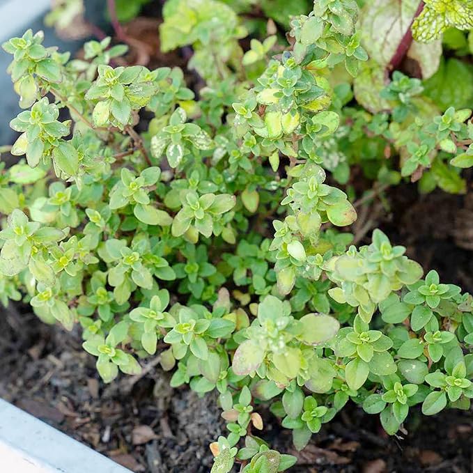 Lemon Thyme Seeds (Thymus Citriodorus) Fragrant, Evergreen, Deer and Rabbit Resistant, Drought Tolerant, Culinary and Ornamental Ground Cover for Patio, Container, Indoor Outdoor - Image 7