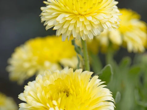 Lemon Yellow Calendula Flower Seeds ,Bright & Cheerful, Non-GMO