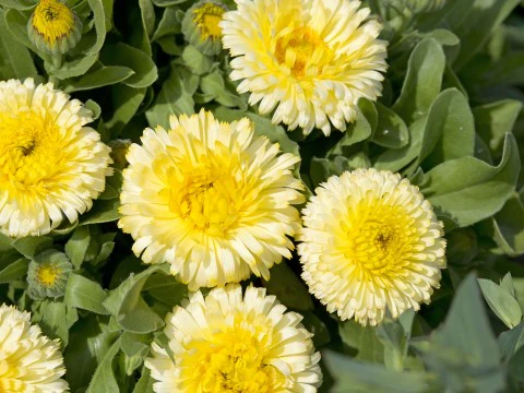 Lemon Yellow Calendula Flower Seeds ,Bright & Cheerful, Non-GMO - Image 2