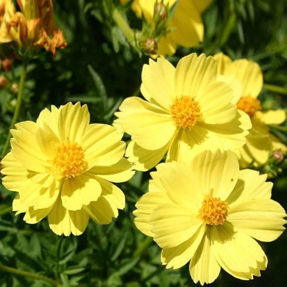 Lemon Yellow Cosmos Flower Seeds, Bright & Cheerful Garden Blooms