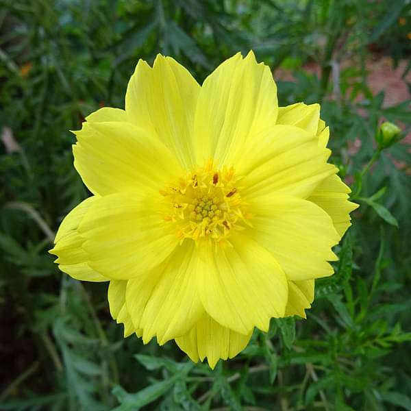 Lemon Yellow Cosmos Flower Seeds, Bright & Cheerful Garden Blooms - Image 2