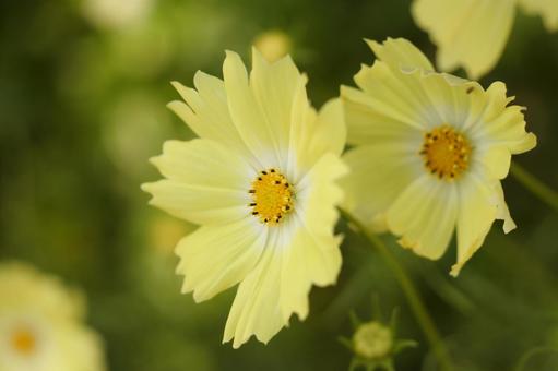 Lemon Yellow Cosmos Flower Seeds, Bright & Cheerful Garden Blooms - Image 3
