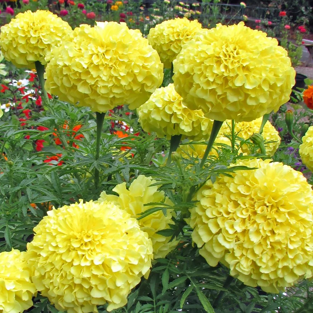Lemon Yellow Marigold Seeds – Bright Garden Blooms