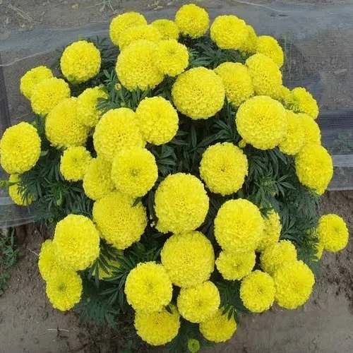 Lemon Yellow Marigold Seeds – Bright Garden Blooms - Image 2
