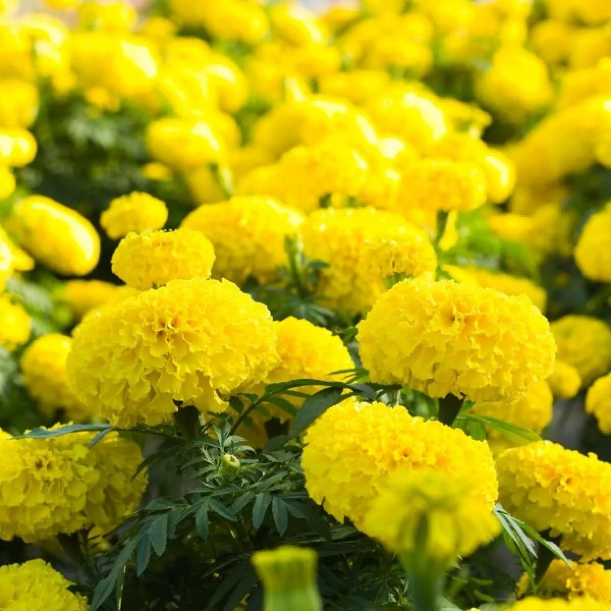 Lemon Yellow Marigold Seeds – Bright Garden Blooms - Image 3