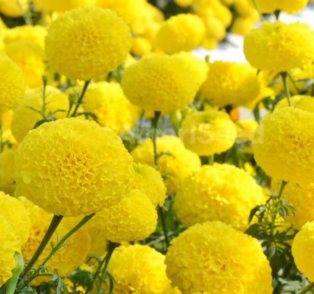 Lemon Yellow Marigold Seeds – Bright Garden Blooms - Image 4