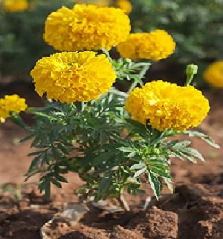 Lemon Yellow Marigold Seeds – Bright Garden Blooms - Image 5
