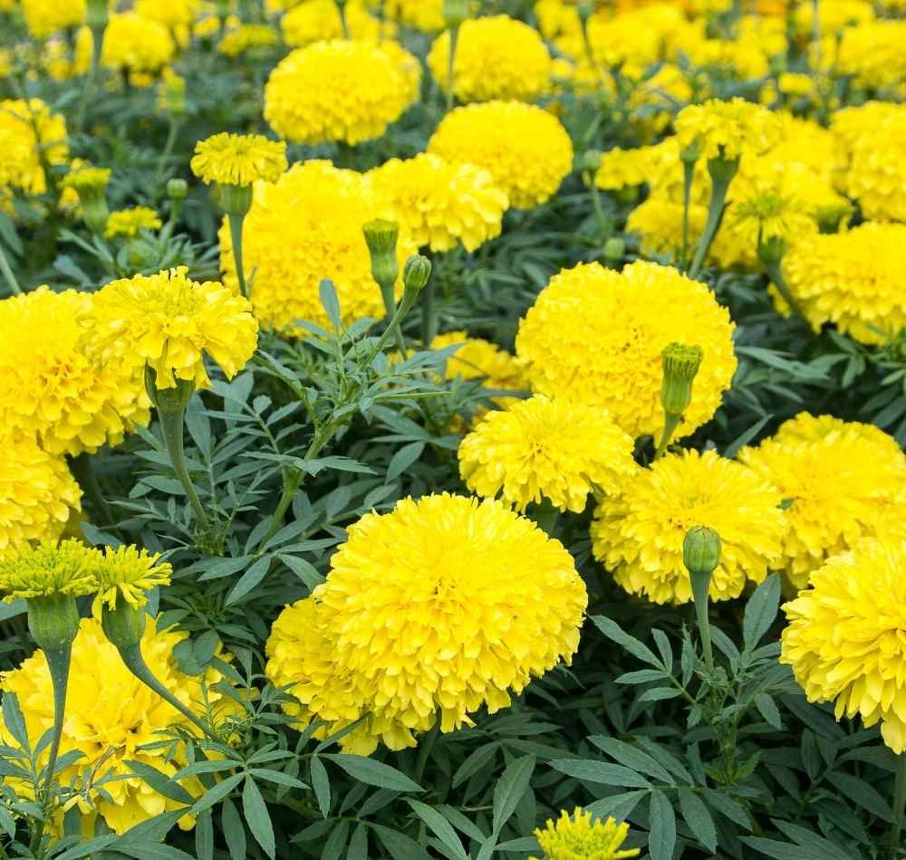 Lemon Yellow Marigold Seeds – Bright Garden Blooms - Image 6