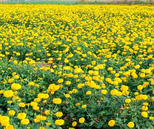 Lemon Yellow Marigold Seeds – Bright Garden Blooms - Image 7