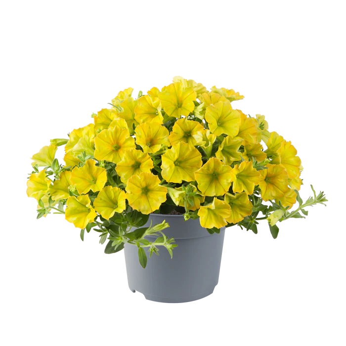 Lemon Yellow Petunia Seeds – Soft, Sunny Blooms for Gardens & Hanging Baskets - Image 3
