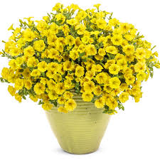 Lemon Yellow Petunia Seeds – Soft, Sunny Blooms for Gardens & Hanging Baskets - Image 4