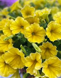 Lemon Yellow Petunia Seeds – Soft, Sunny Blooms for Gardens & Hanging Baskets - Image 5