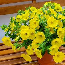 Lemon Yellow Petunia Seeds – Soft, Sunny Blooms for Gardens & Hanging Baskets - Image 6