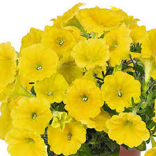 Lemon Yellow Petunia Seeds – Soft, Sunny Blooms for Gardens & Hanging Baskets - Image 7