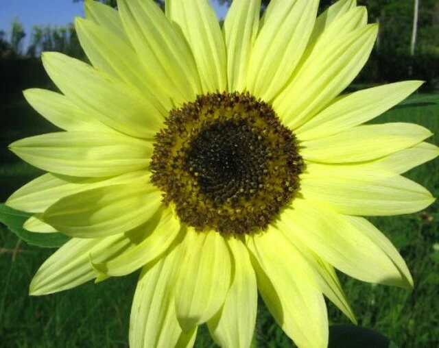Lemon Yellow Sunflower Seeds – Soft Pastel Blooms for Gardens & Bouquets - Image 2