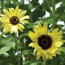 Lemon Yellow Sunflower Seeds – Soft Pastel Blooms for Gardens & Bouquets - Image 4