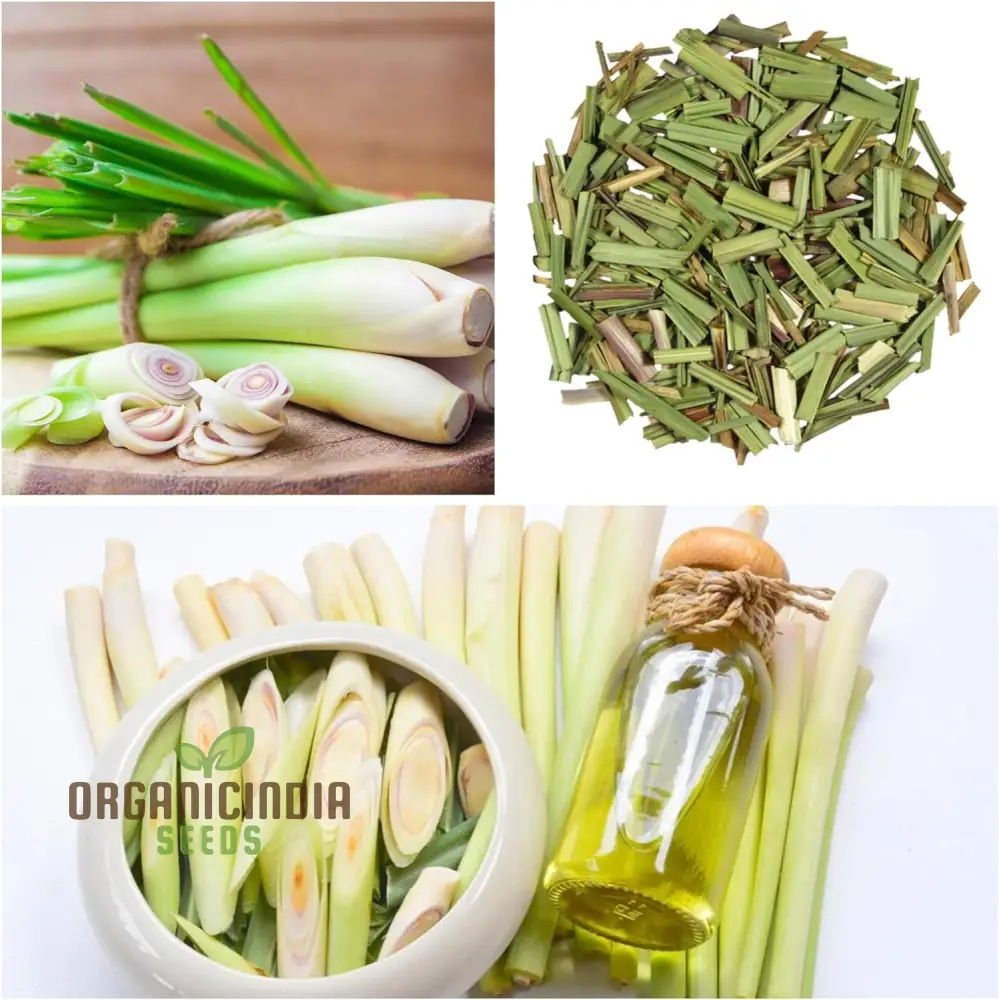 Lemongrass Plant Seed for Planting, Non-GMO Heirloom Seeds, Grow Lemon Fresh Asian, Lemongrass Plants in Your Home Garden