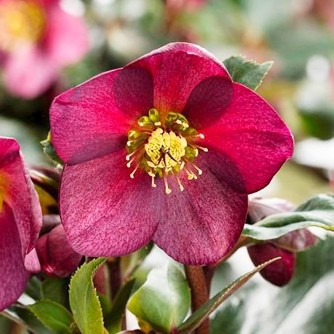 Hellebore Seeds (Lenten Rose Seeds) - Early Blooming, Winter-Tolerant Perennial - Image 3