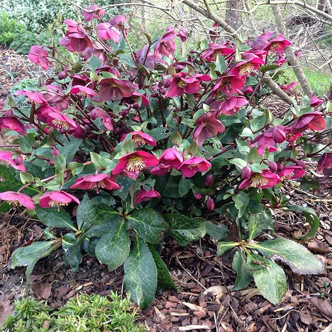 Hellebore Seeds (Lenten Rose Seeds) - Early Blooming, Winter-Tolerant Perennial - Image 4