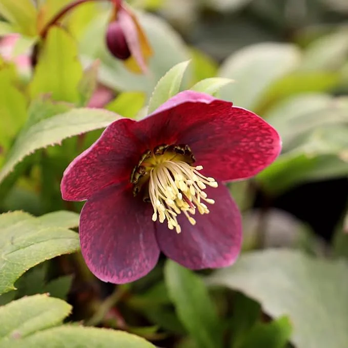 Hellebore Seeds (Lenten Rose Seeds) - Early Blooming, Winter-Tolerant Perennial - Image 5