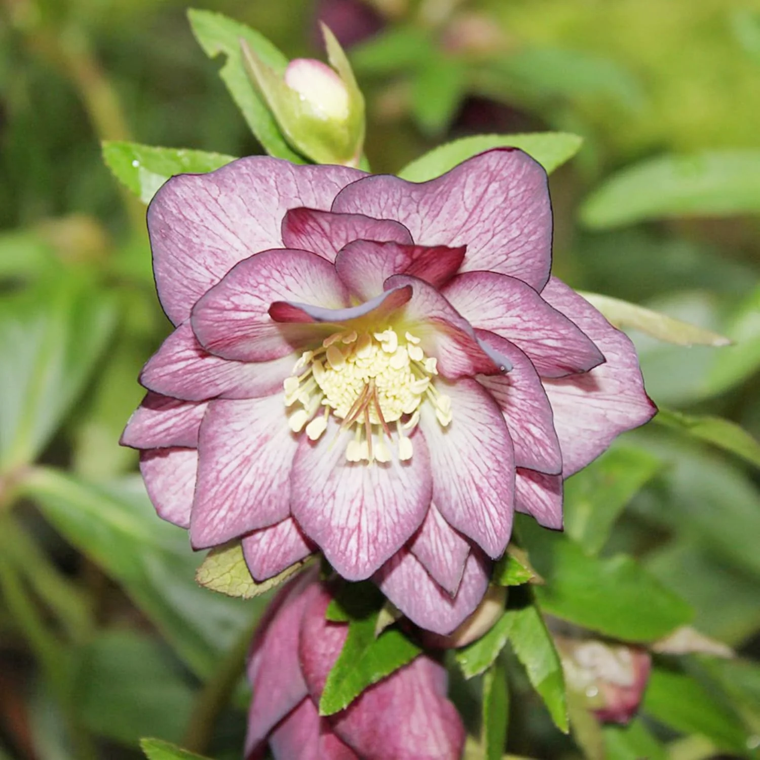 Lenten Rose Seeds Helleborus Perennial  Attracts Pollinators for Shady Borders And Containers - Image 3