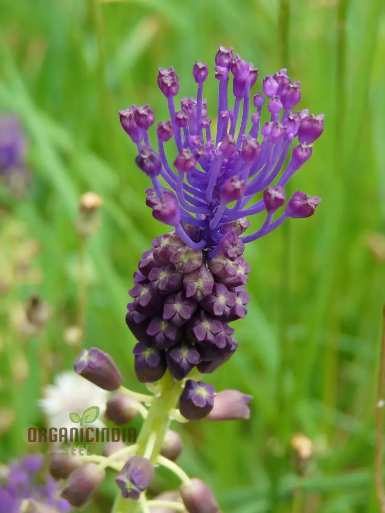 LEOPOLDIA CAUCASICA Seeds: Explore the Beauty of Spring with These Delicate and Resilient Plants! - Image 3